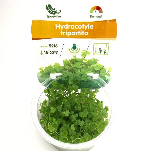 Hydrocotyle tripartita in cup @